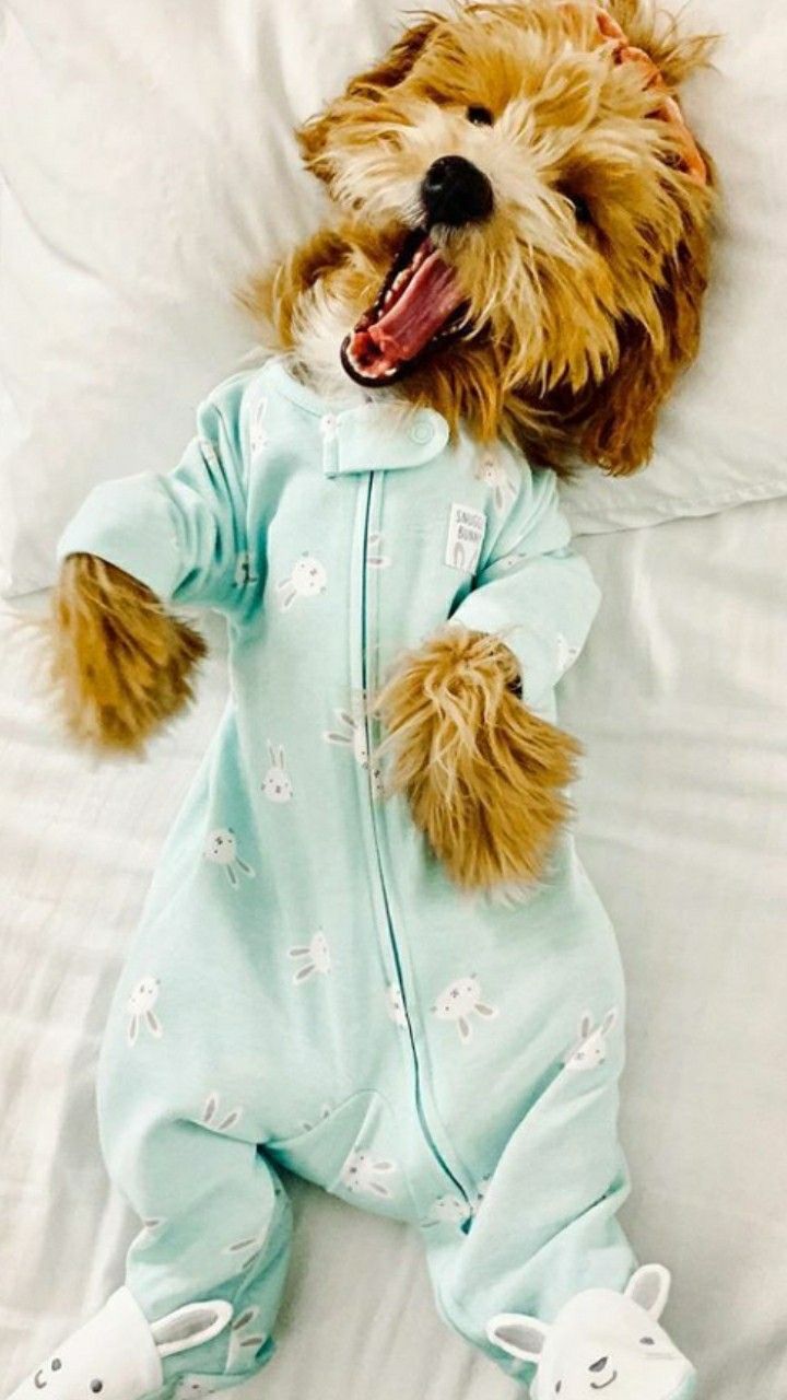 Pin by Kathy Magallanes on DOGS PICTURES in 2020 Dog pictures, Baby