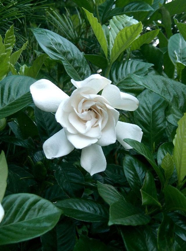 White Flowering House Plants 52 best house plants for mothers day images on pinterest White Flowering House Plants 52 best house plants for mothers day images on pinterest
