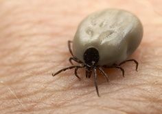 different types of fleas