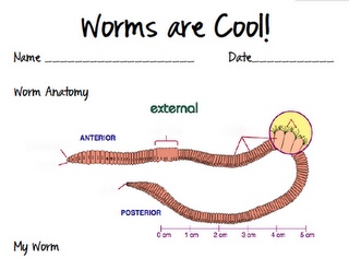 earthworm dissection packet 29 best diary of a worm unit images on baby earthworm dissection packet 29 best diary of a worm unit images on baby