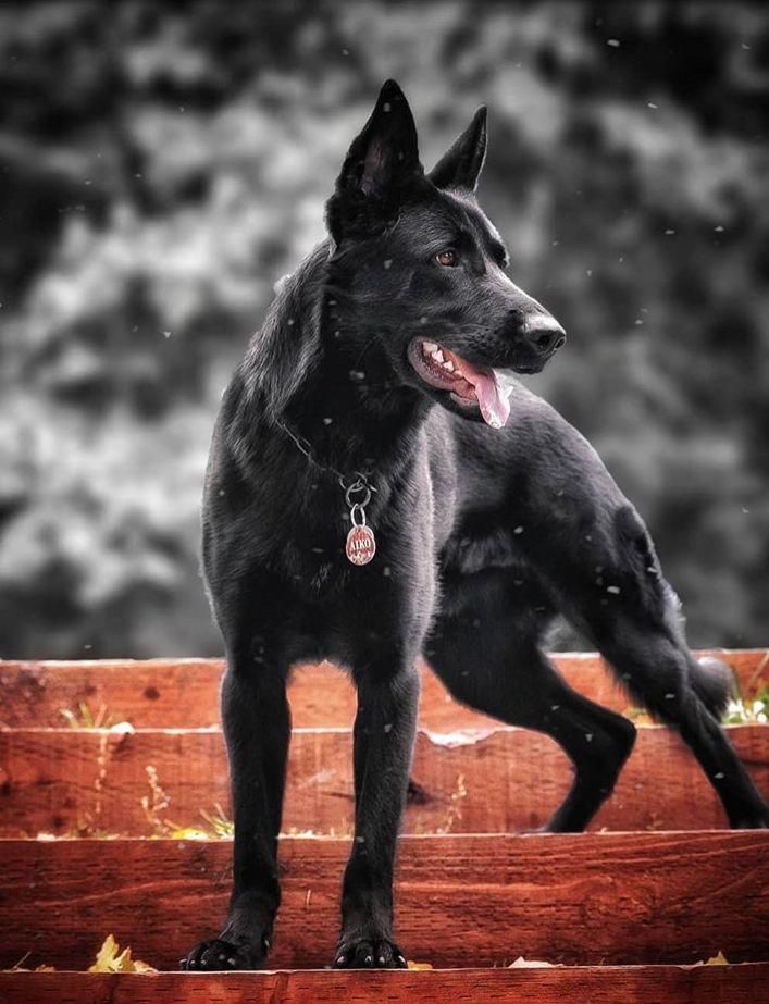 German Shepherd Choosing Feeding Socializing Grooming