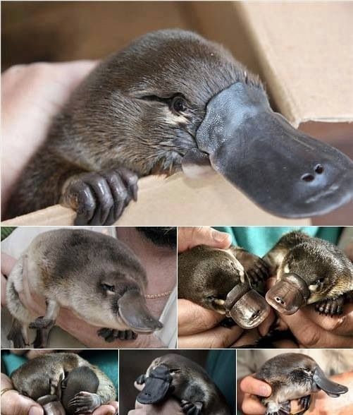 baby platypus name baby platypus name