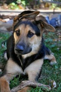 german shepherd x australian shepherd best 20 collie mix ideas on pinterest border collie mix dogs german shepherd x australian shepherd best 20 collie mix ideas on pinterest border collie mix dogs