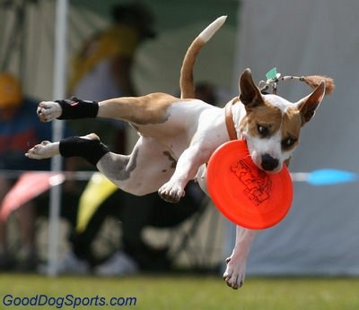 64 best happy adventure dogs images on pinterest animal pictures b1e5fe7ee5337e6d17d57e551c41ac7a dog agility training training dogs 64 best happy adventure dogs images on pinterest animal pictures