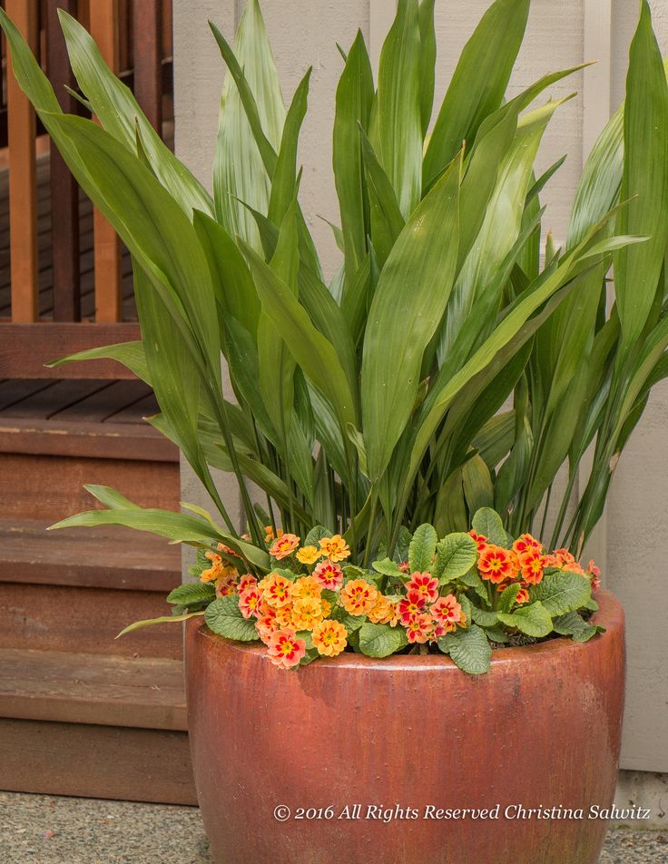 210 best Container gardening images on Pinterest 210 best Container gardening images on Pinterest
