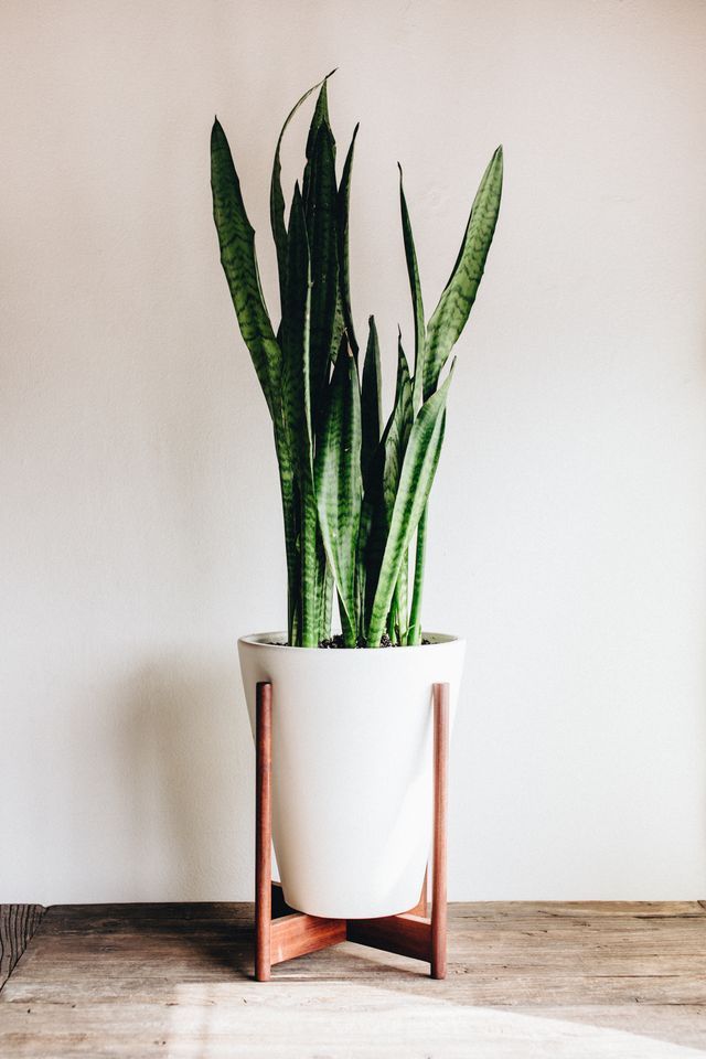 Adding Green To Your Home Take Aim Plant Decor Indoor