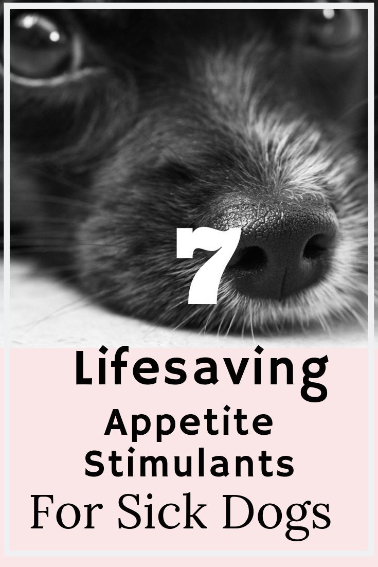 Appetite Stimulants For Dogs 7 Lifesaving Tips Sick Dog My Dog