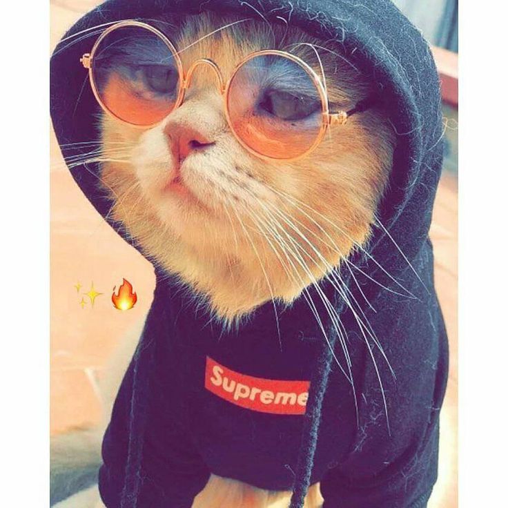 Hh chat Hh chat