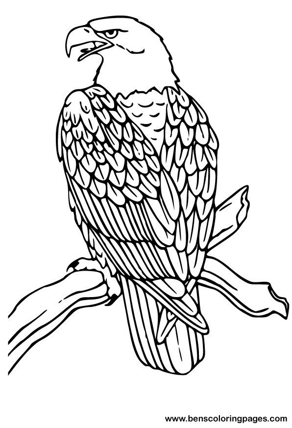 173 best Blackline - Birds images on Pinterest Coloring books - copy coloring pages birds in winter 173 best Blackline - Birds images on Pinterest Coloring books - copy coloring pages birds in winter
