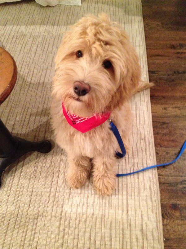 Can You Rehome A Dog On Facebook Can You Rehome A Dog On Facebook
