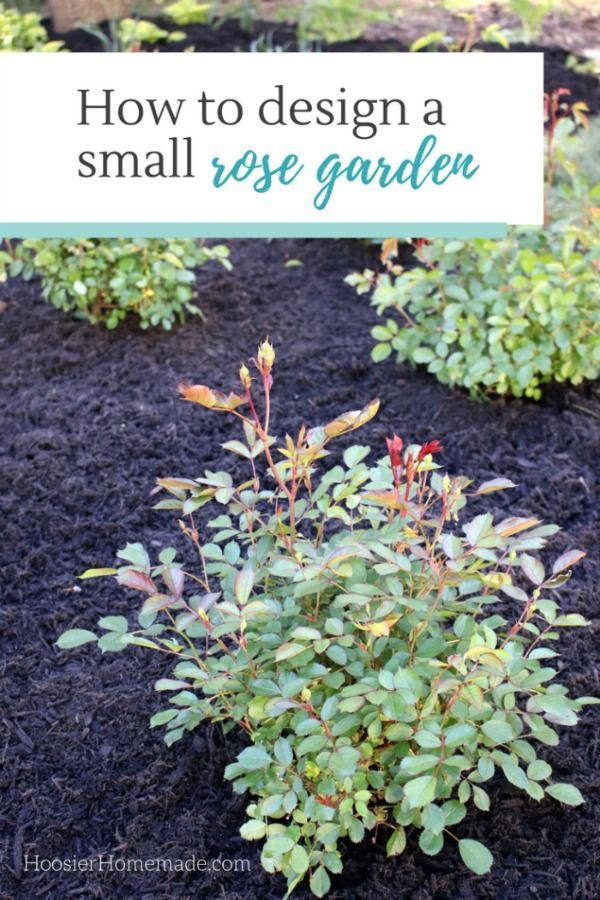 HOW TO DESIGN A SMALL ROSE GARDEN - Learn how to design and plant your own rose ...