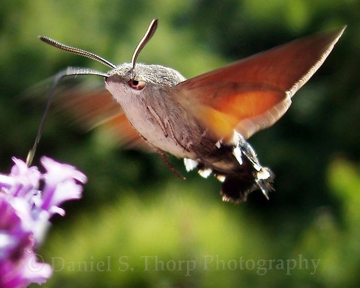 25 b 228 sta hummingbird moth id 233 erna p 229 pinterest fj 228 rilar 25 b 228 sta hummingbird moth id 233 erna p 229 pinterest fj 228 rilar