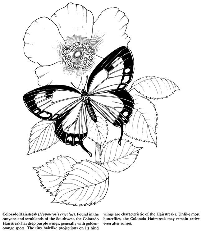 top butterfly and flower coloring pages for adults flower coloring