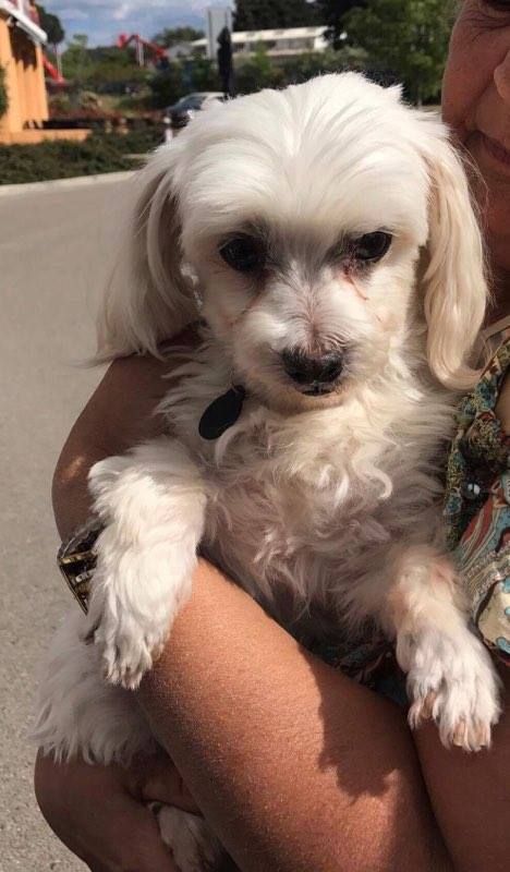 CHOPIN bichon maltais 9 ans Une maison sans autre chien CHOPIN bichon maltais 9 ans Une maison sans autre chien