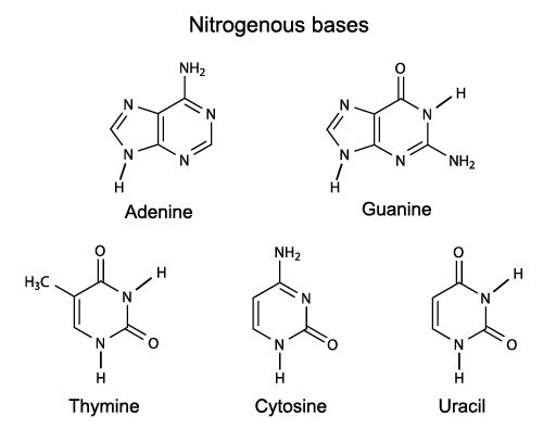 nucleic acids learning education portal
