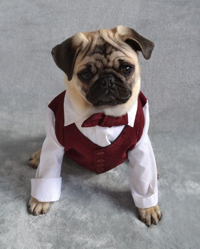 Pugs Puppies In Costumes | www.pixshark.com - Images ...