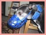basket and crate - Greyhound Kennel Maulkorb (Standardkorb) #basketcratedog #h...