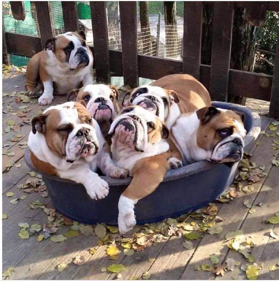 Looks Like A Fun Bunch Eh Minipet Online Pet Boutique Is A