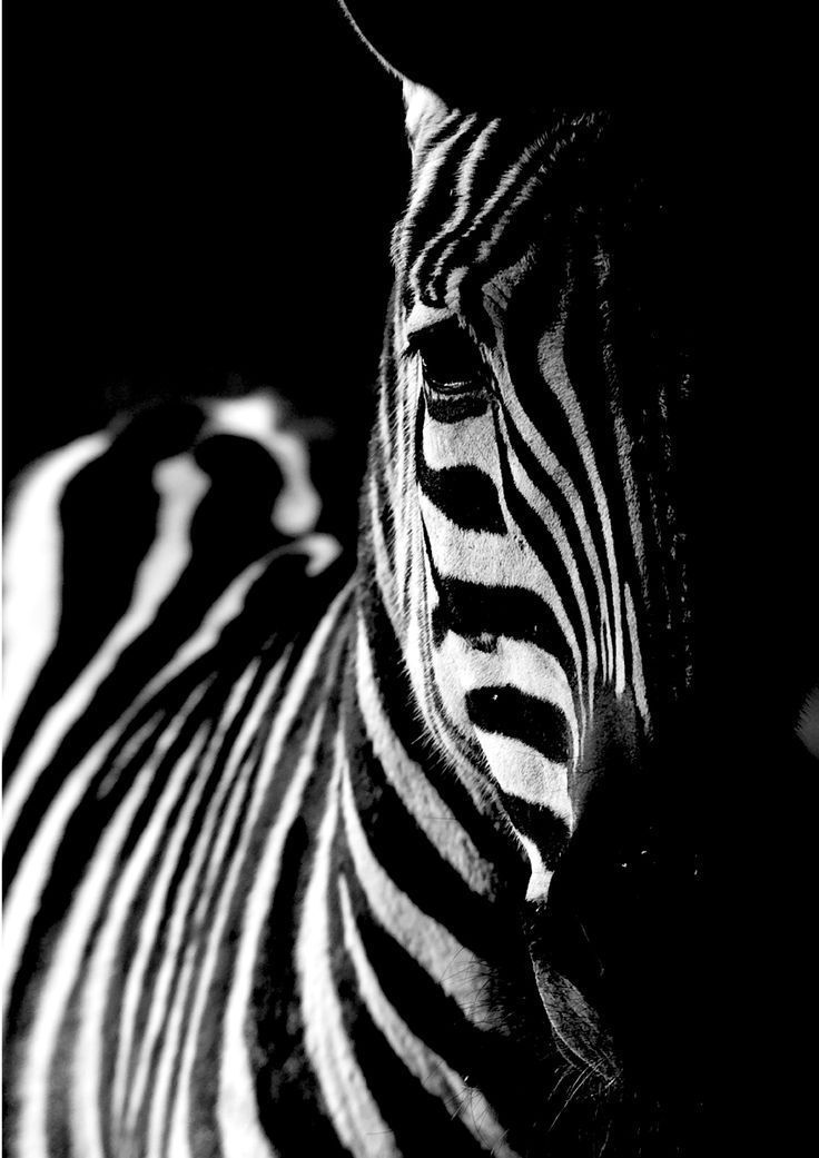 zebra schwarz und weiss zebra schwarz und weiss schwarz weiss zebra zebra schwarz und weiss zebra sc zebras art deco resimler nadide hayvanlar