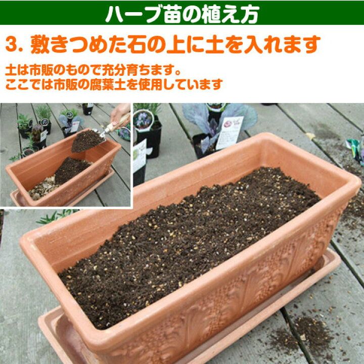 楽天市場 ハーブ 苗 アーティチョーク ハーブティー 栽培キット 寄せ植え 鉢植え タイム 乾燥 ドライハーブ セット 室内 プランター 種 ラベンダー 苗木 花苗 観葉植物 ハーブガーデン ハーブミックス ハーブの土 かわいい ハーブ苗のポタジェガーデン ハーブ 楽天市場 ハーブ 苗 アーティチョーク ハーブティー 栽培キット 寄せ植え 鉢植え タイム 乾燥 ドライハーブ セット 室内 プランター 種 ラベンダー 苗木 花苗 観葉植物 ハーブガーデン ハーブミックス ハーブの土 かわいい ハーブ苗のポタジェガーデン ハーブ