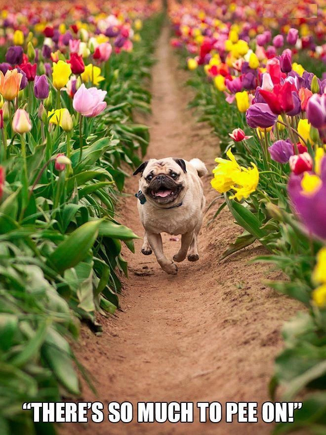Discover More Relevant Information On Pug Dogs Have A Look At Our