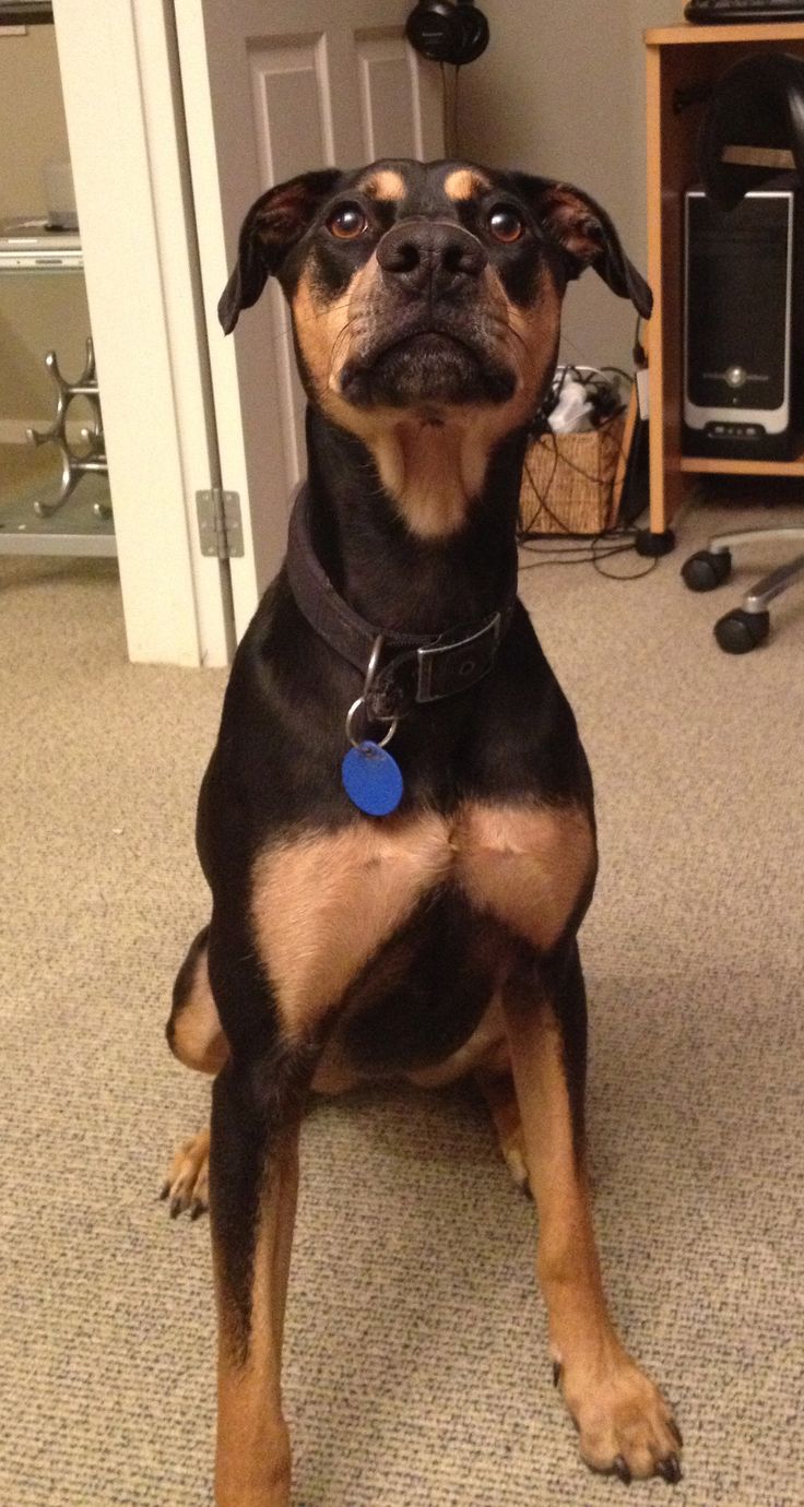 new zealand pron doggy new zealand pron doggy