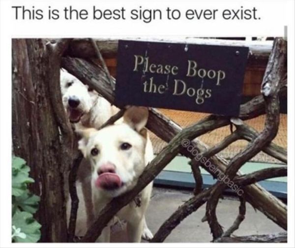 Unrulee Cute Puppies Cute Animals Cute Baby Animals