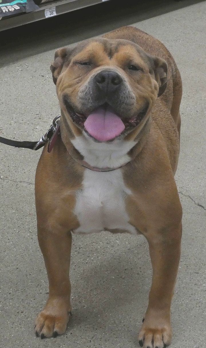 Adopt Marge On We Need A Home Dogs Adoption Shar Pei Mix Shar Pei Mix