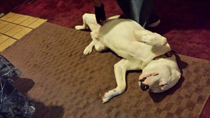 boxer puppies for sale dayton ohio die besten 25 pitbull mastiff mix ideen auf boxer pit mischung boxer boxer puppies for sale dayton ohio die besten 25 pitbull mastiff mix ideen auf boxer pit mischung boxer