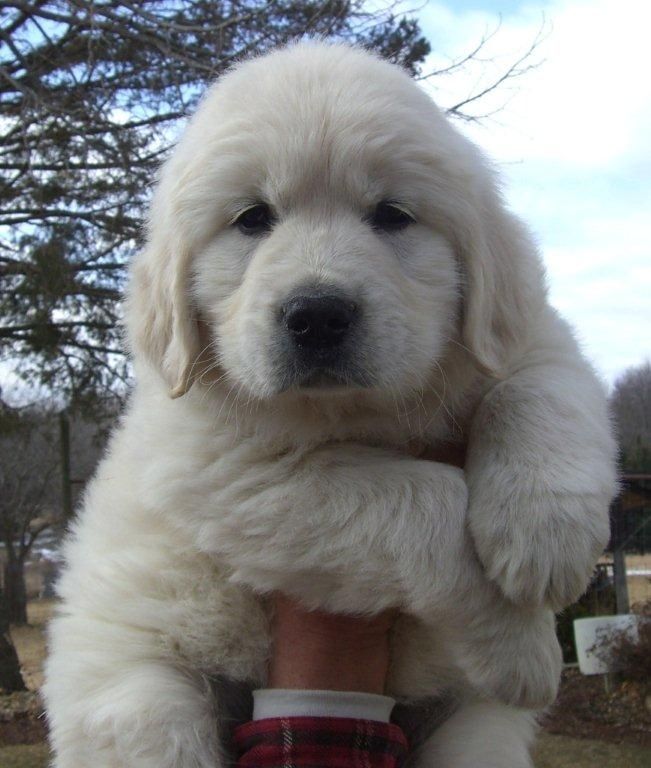 where can i find golden retriever puppies the 25 best retriever puppy ideas on golden retriever puppies golden where can i find golden retriever puppies the 25 best retriever puppy ideas on golden retriever puppies golden