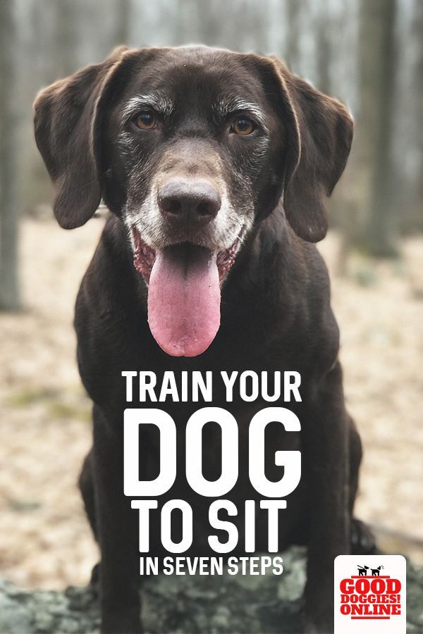 Here S An Easy Way To Teach Your Dog To Sit Using These Simple Dog