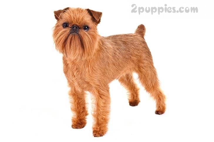 Dogs Puppies For Sale Buy Sell Worldwide Pet Classifieds
