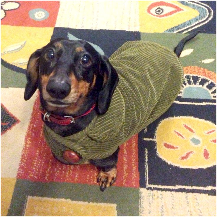 Best Brand Of Dog Coat Australia Best Brand Of Dog Coat Australia