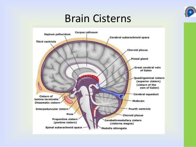 Pin by Iviksna on Neur | Cistern, Brain, Brain structure