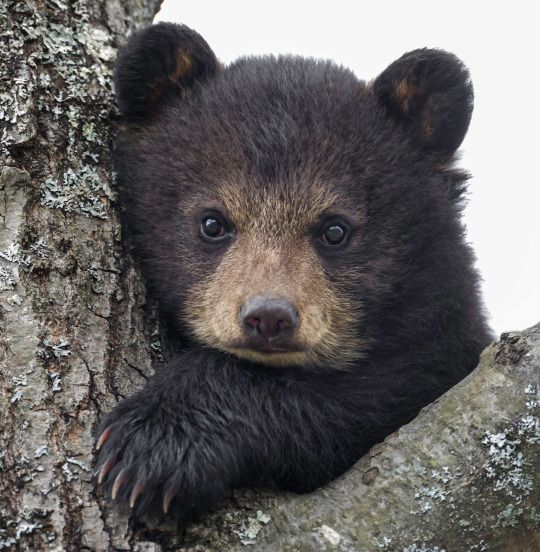 149 best bears images on pinterest wild animals animal kingdom
