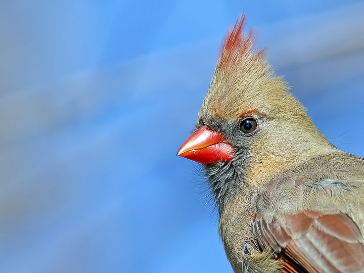 Gray cardinal