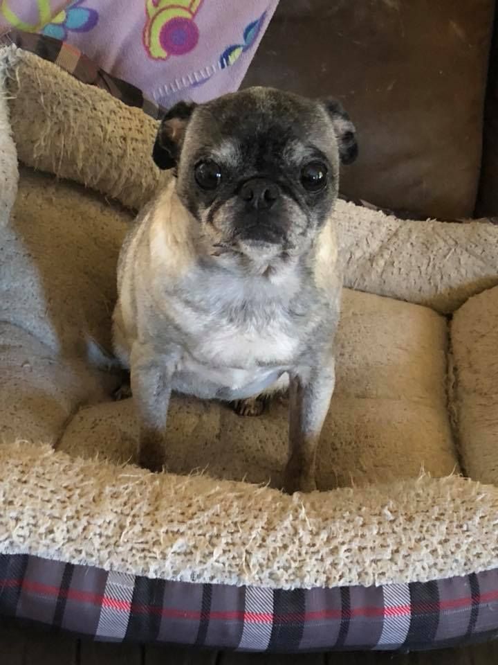 13 Year Old Pug Baby Pugs Pugs Funny Cute Pug Puppies