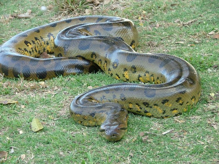 wallpapers Green Anaconda Hd pinterest