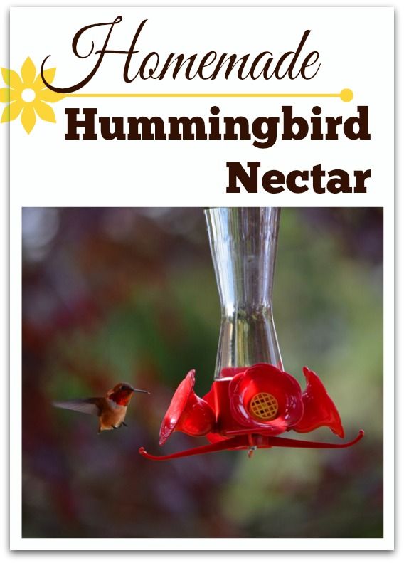 simple syrup ratio for hummingbirds simple syrup ratio for hummingbirds