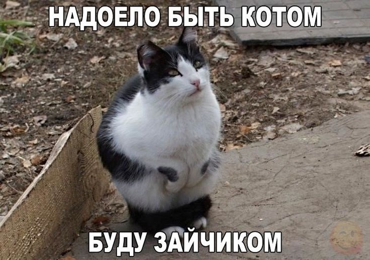 Картинки для настроения с надписями смешные до слез, открытки днем блондинок