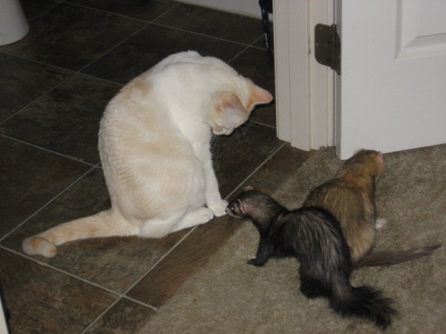 Brigid Checking Out Kaliyah Cats Animals Brigid Brigid Checking Out Kaliyah Cats Animals Brigid