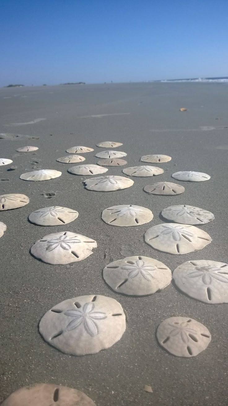 Best Beach In Southern California To Find Sand Dollars Best Beach In Southern California To Find Sand Dollars