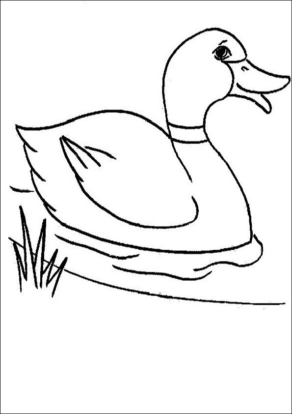 Duck Coloring Pages Duck Coloring Pages