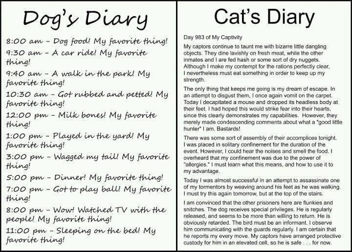 dogs and cats compare and contrast essay