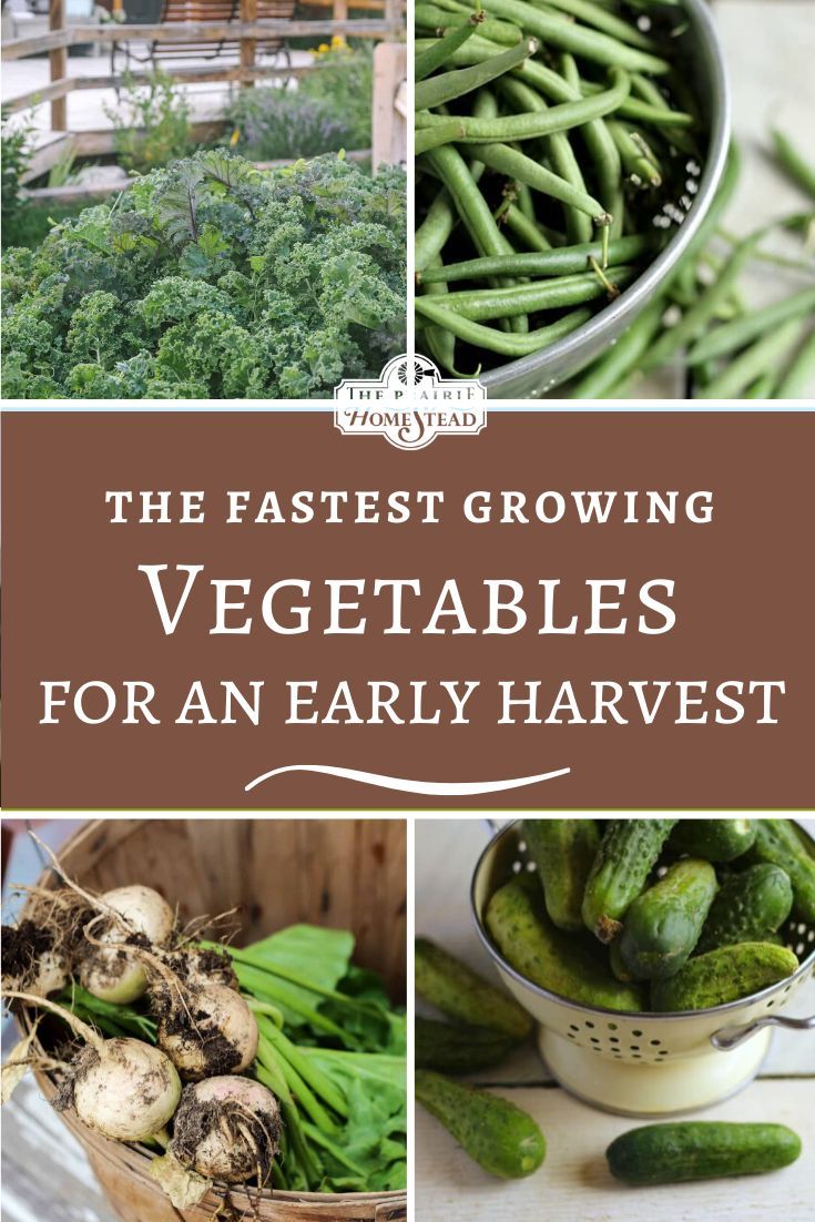 11 Best Root Vegetables For Containers That Are Fast Easy To Grow Growing Vegetables Patio Container Gardening Home Vegetable Garden