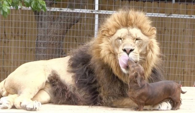 Zoologists Are Baffled By These Dachshunds And Their Huge Lion