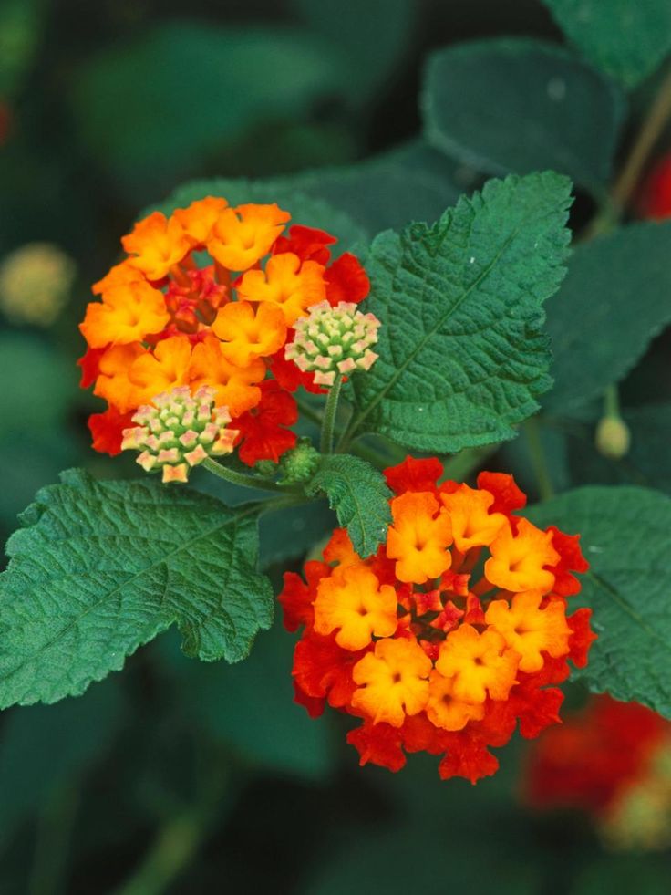 colorful flowers picture orange flowers in bloom light 25 b 228 sta orange flowers id 233 erna p 229 blommor colorful flowers picture orange flowers in bloom light 25 b 228 sta orange flowers id 233 erna p 229 blommor