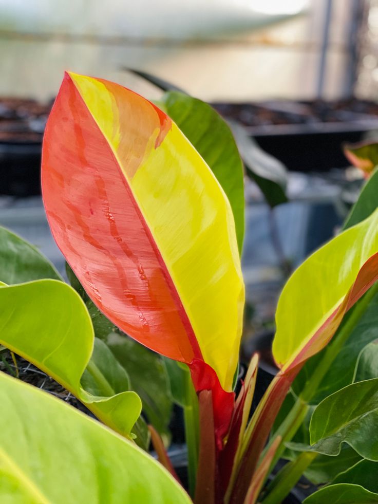 Philodendron Red Moon Variegation in 2021 | Variegated plants, Pretty