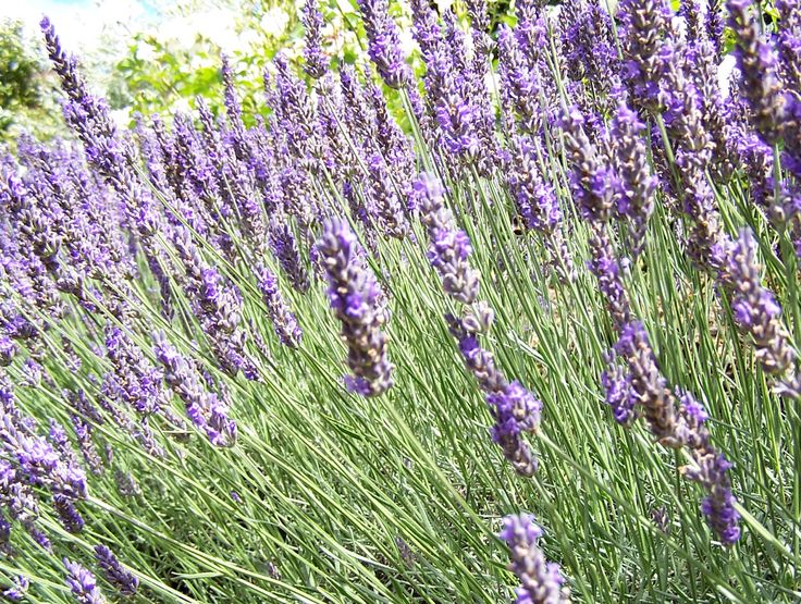 Free Images : flower, herb, crop, botany, flora, wildflower, lavender field, orn