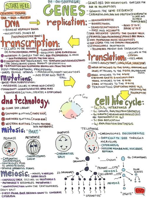 840 best The 3 Gs (Genes, Genomes and Genomics) images on Pinterest - new blueprint gene expression 840 best The 3 Gs (Genes, Genomes and Genomics) images on Pinterest - new blueprint gene expression